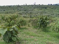 Planting seedlings in Kenya, September 2012