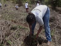Young trees on the planting site in Kenya, November 2013