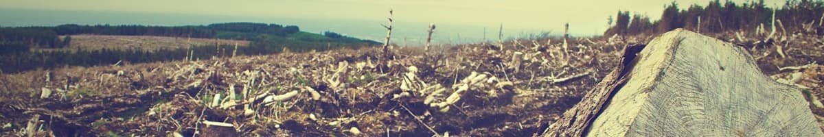 Deforestation