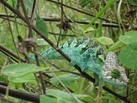 Chameleon on a planted tree in Kenya