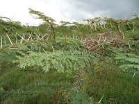 Bird's nest in a planted tree in Kenya
