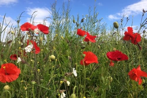 UK Community Projects