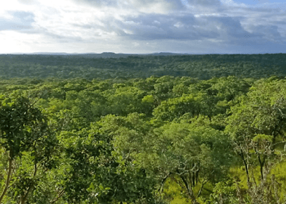 zambezi_redd_forest_fit.png