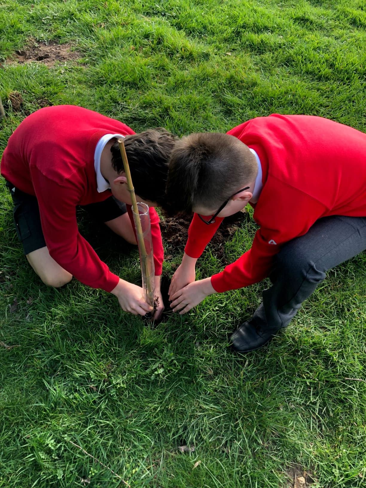 2019_cfp_uktrees1.jpg