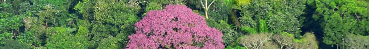 Florestal Santa Maria Project (FSM-REDD Project)