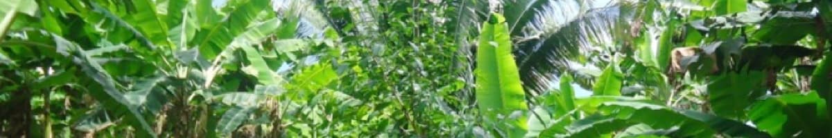 Reforestation in Haiti