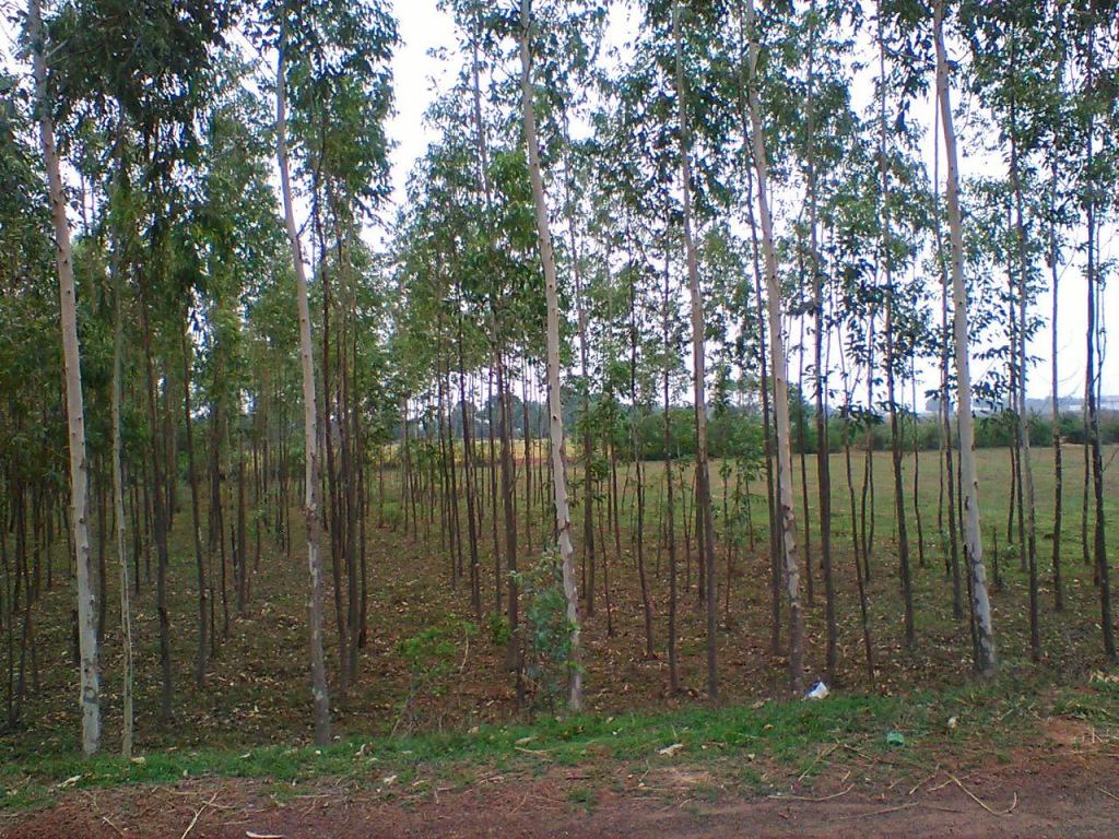 Rows of newly planted trees in an afforestation project supported through carbon credits
